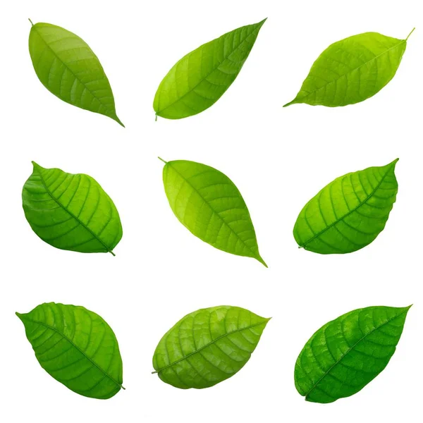 Cocao Leaf Close — Stock Photo, Image