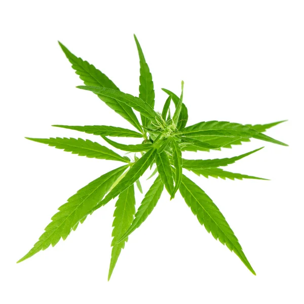 Cannabis Kruid Achtergrond Close — Stockfoto