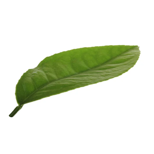 Grüne Zitrusfrüchte Auf Hintergrund Nahaufnahme — Stockfoto