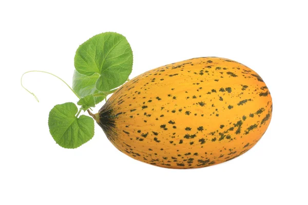 Melon Frukt Närbild — Stockfoto