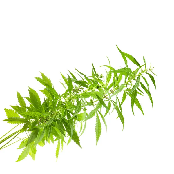 arka planda esrar ot, yakın