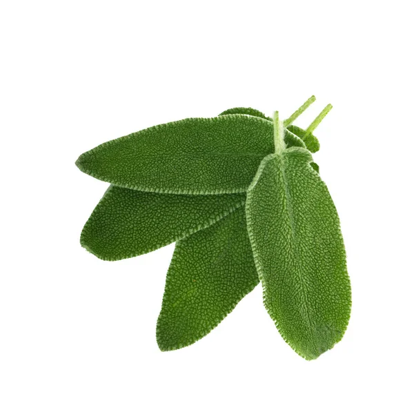 arka planda aromatik bitki, yakın