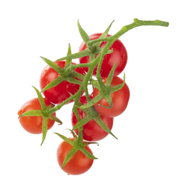 Tomates Vigne Isolées Sur Fond Blanc — Photo