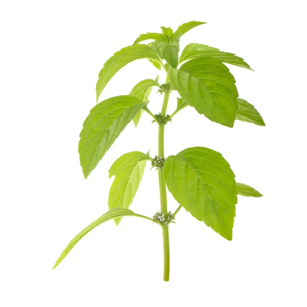 Menthe Avec Des Feuilles Vertes Isolées Sur Fond Blanc — Photo