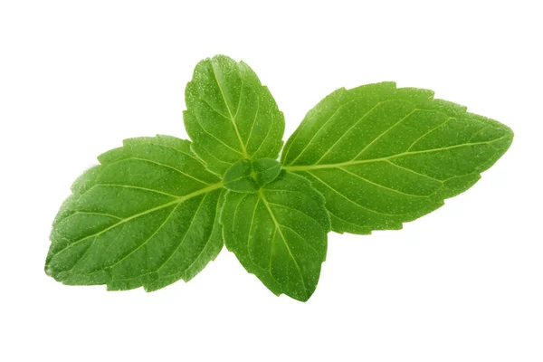 白い背景に隔離された緑の葉を持つミント植物 — ストック写真