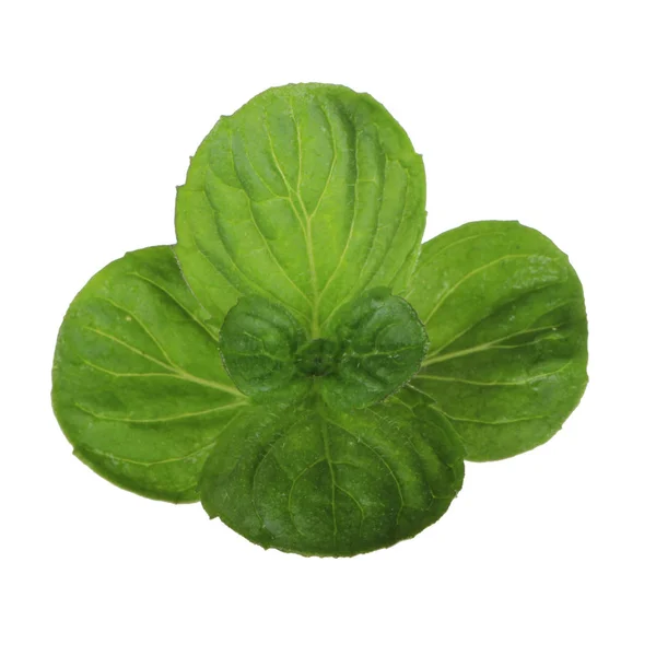 Basilikumstängel Mit Grünen Blättern Isoliert Auf Weißem Hintergrund — Stockfoto