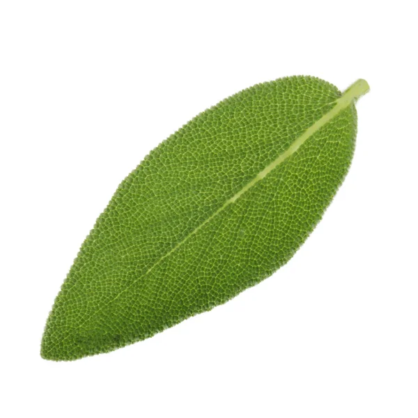 arka planda aromatik bitki, yakın