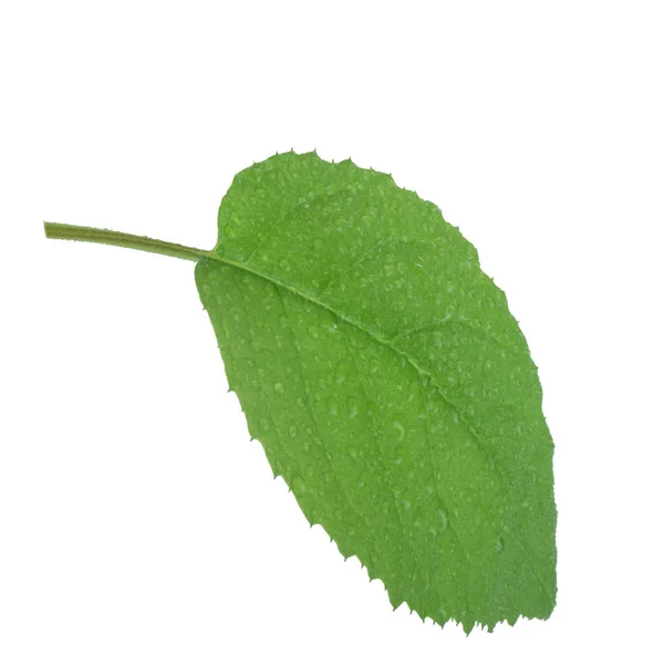 Grönt Löv Bakgrunden Närbild — Stockfoto