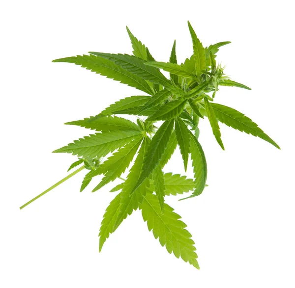 arka planda aromatik bitki, yakın