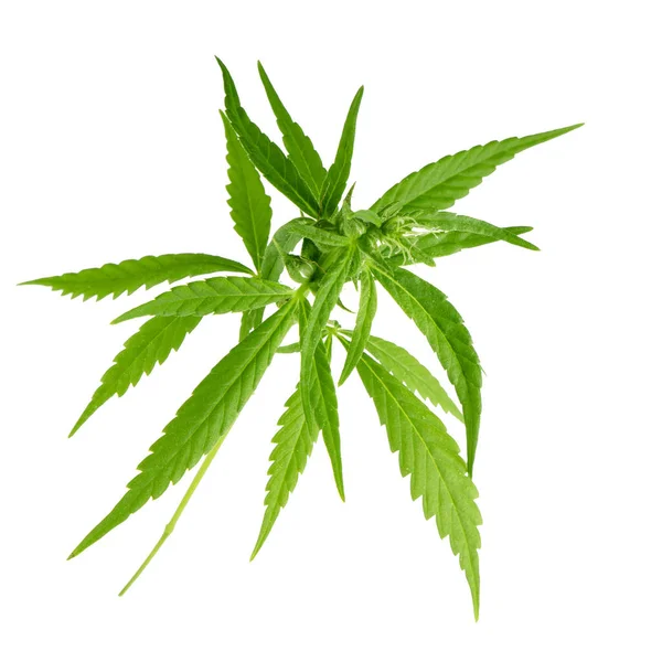 arka planda aromatik bitki, yakın