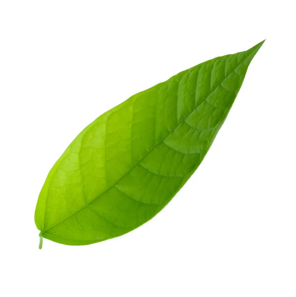 Cocao Leaf Close Royalty Free Stock Images