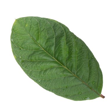 arka planda aromatik bitki, yakın