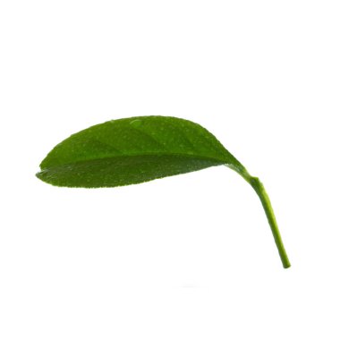 beyaz arka plan üzerinde izole turuncu yaprak, yakın çekim 