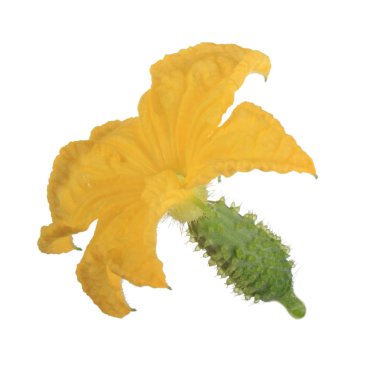 olgun Salatalık yakın 