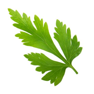 Taze yeşil maydanoz beyaz arkaplanda izole