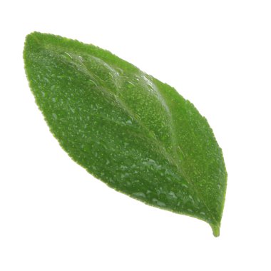 beyaz arka plan üzerinde izole turuncu yaprak, yakın çekim 