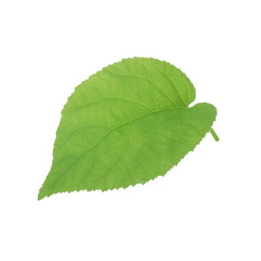 arka planda yeşil yaprak, yakın