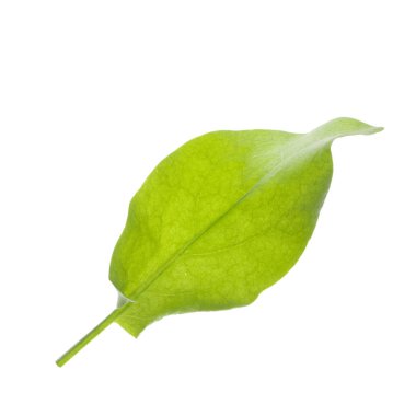 arka planda aromatik bitki, yakın