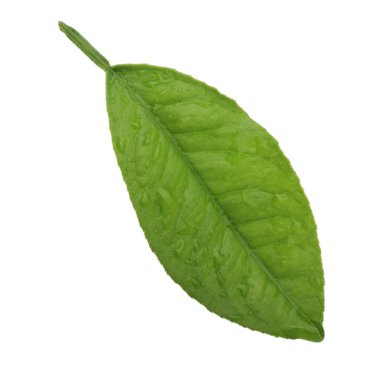 arka planda doğal narenciye, yakın çekim