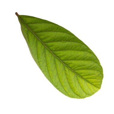 arka planda aromatik bitki, yakın