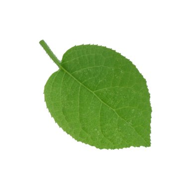 arka planda yeşil yaprak, yakın