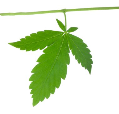 arka planda aromatik bitki, yakın