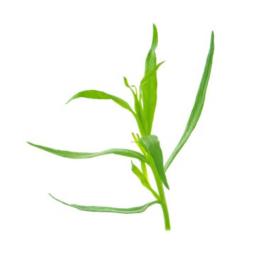arka planda aromatik bitki, yakın