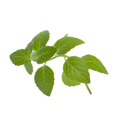 beyaz arka plan üzerinde izole yeşil yaprakları ile nane bitki