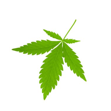 arka planda aromatik bitki, yakın