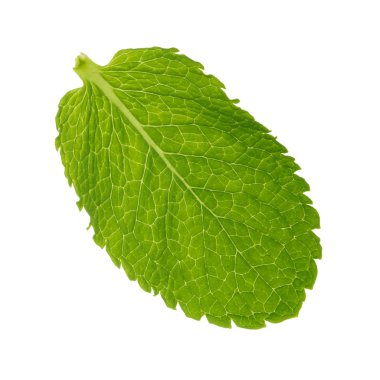 Beyaz arkaplanda izole edilmiş nane yaprağı