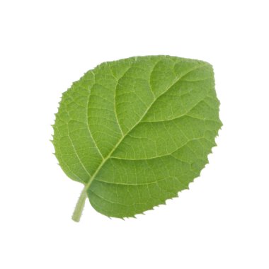 arka planda yeşil yaprak, yakın