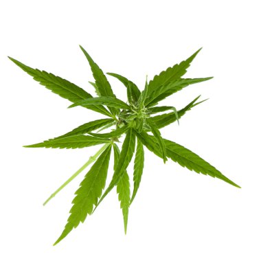 arkaplanda yeşil yapraklar, kapat