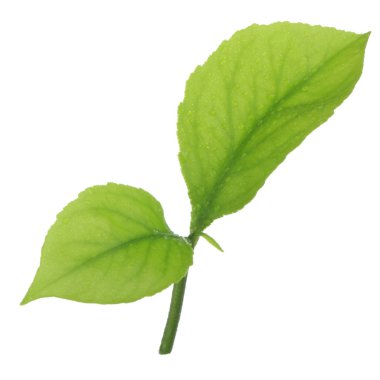 arka planda yeşil narenciye, yakın