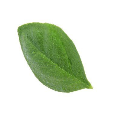 beyaz arka plan üzerinde izole turuncu yaprak, yakın çekim 