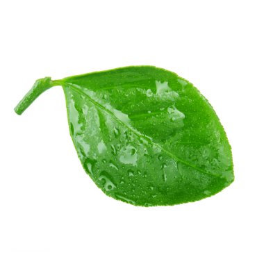 beyaz arka plan üzerinde izole turuncu yaprak, yakın çekim 