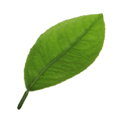 arka planda doğal narenciye, yakın çekim