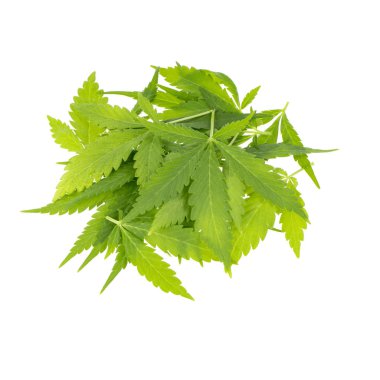 arka planda aromatik bitki, yakın