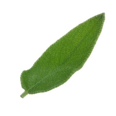 arka planda aromatik bitki, yakın