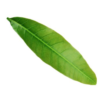 olgun mango meyve yakın 