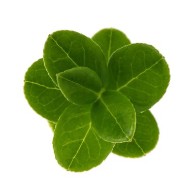 yeşil bitki yaprakları beyaz arkaplanda izole