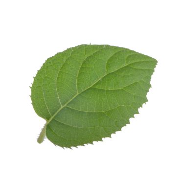 arka planda yeşil yaprak, yakın