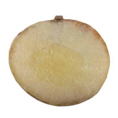 beyaz arka planda izole galanga kökü, yakın çekim  