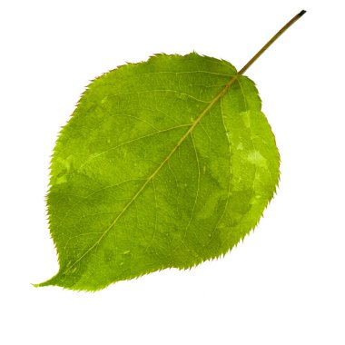 beyaz arka plan üzerinde izole yeşil armut yaprağı, yakın çekim 