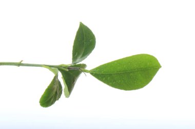 arka planda yeşil narenciye, yakın