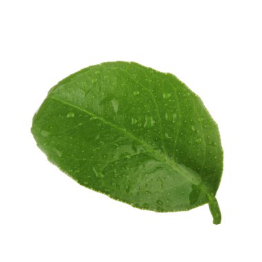 beyaz arka plan üzerinde izole yeşil turuncu yaprak, yakın çekim 