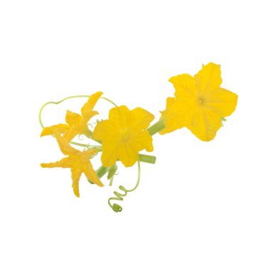 olgun Salatalık yakın 