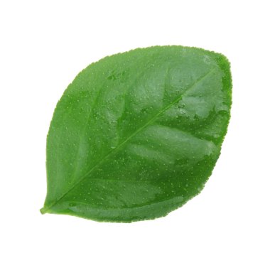 beyaz arka plan üzerinde izole turuncu yaprak, yakın çekim 