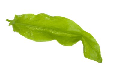 arka planda aromatik bitki, yakın