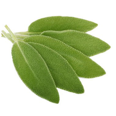 arka planda aromatik bitki, yakın