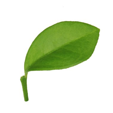 arka planda doğal narenciye, yakın çekim